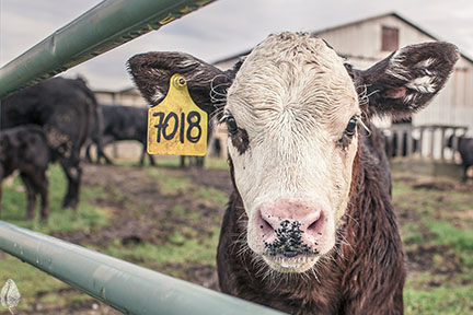 Cow staring at camera through fence, agriculture