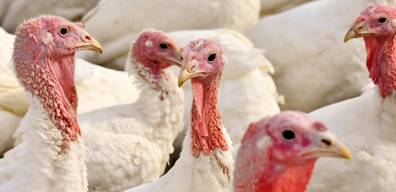 Factory farmed turkeys crowded, agriculture