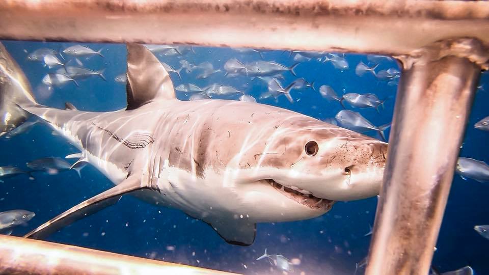 Shark swimming by cage diver