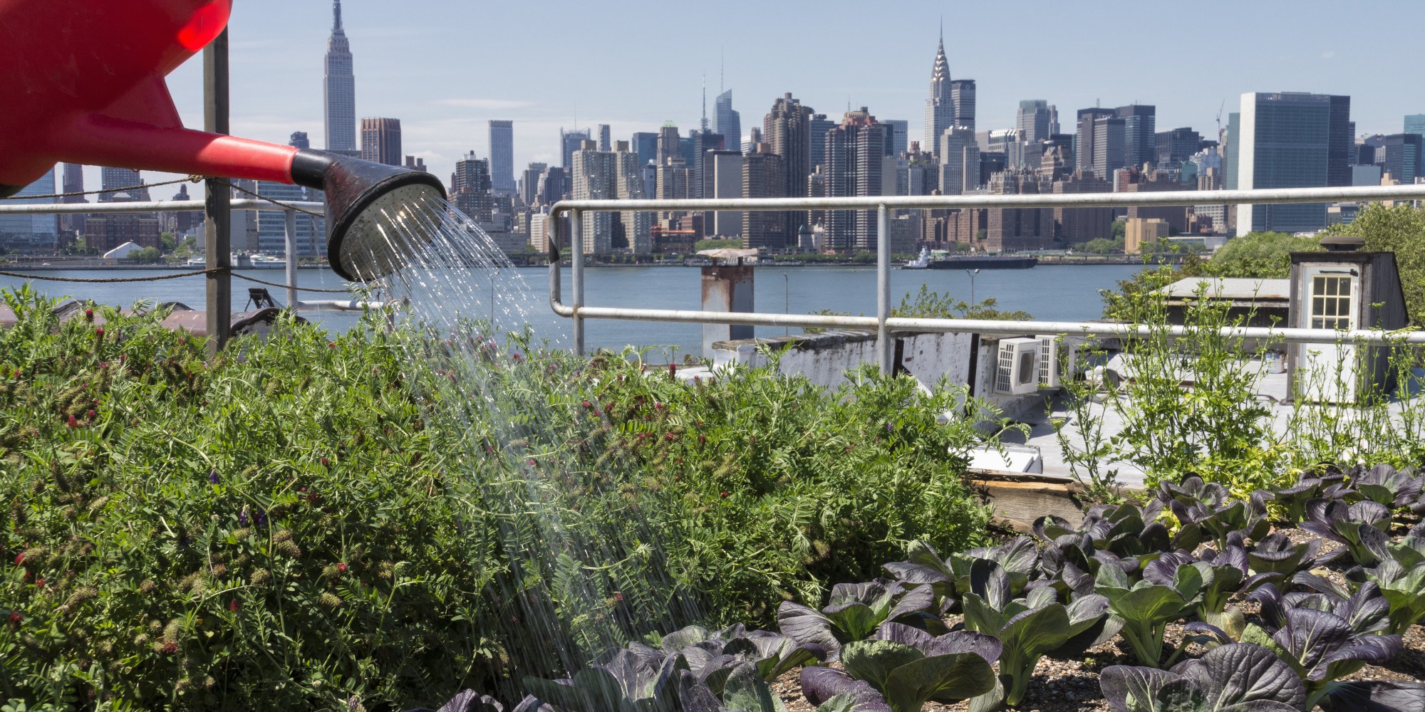 Urban rooftop farming in Brooklyn, New York